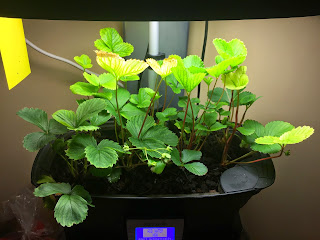 Lots of dried, undeveloped strawberries--Update on the strawberries